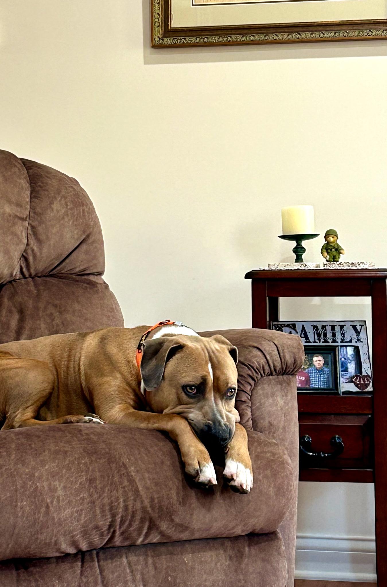 Chubbs, a Adoptable mixed breed in Stanton, KY image 5/6