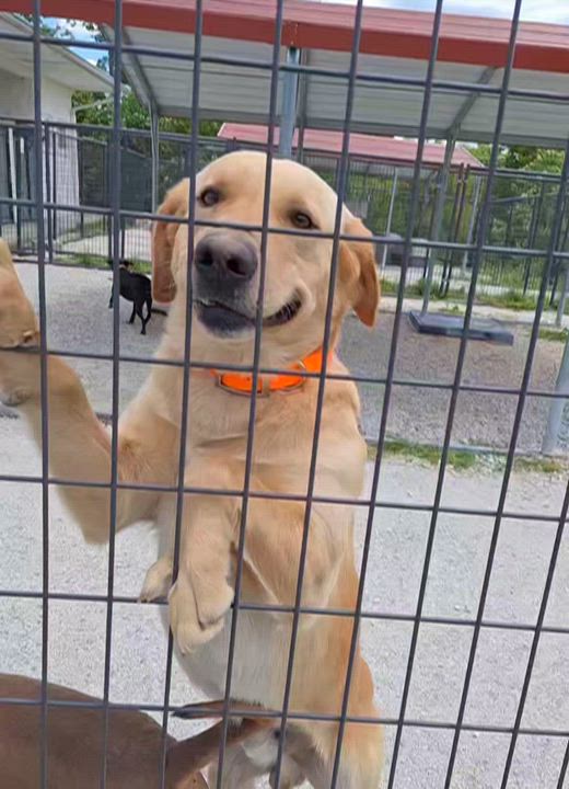 Enlarge Chubbs, a Adoptable mixed breed in Stanton, KY video 6/6