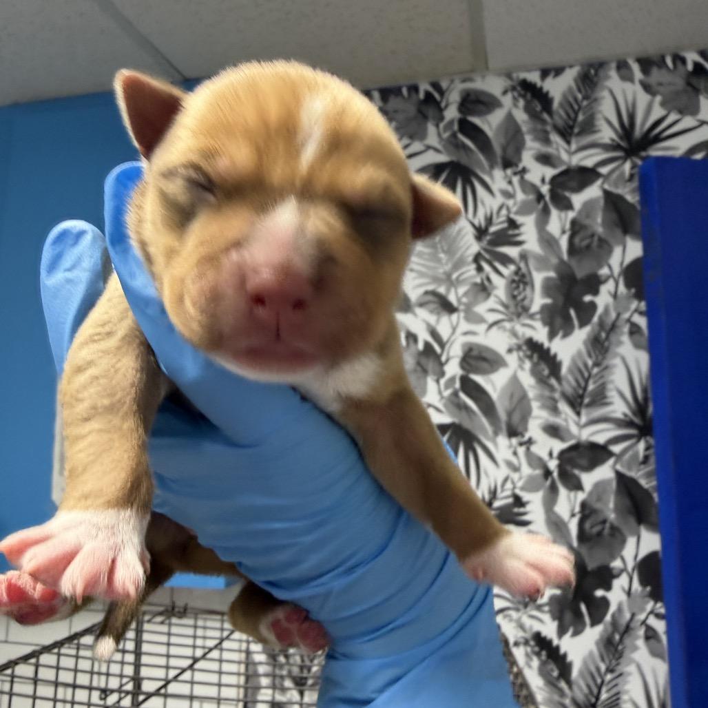 Raindrop, Adoptable, Puppy Female Australian Kelpie & Shepherd.