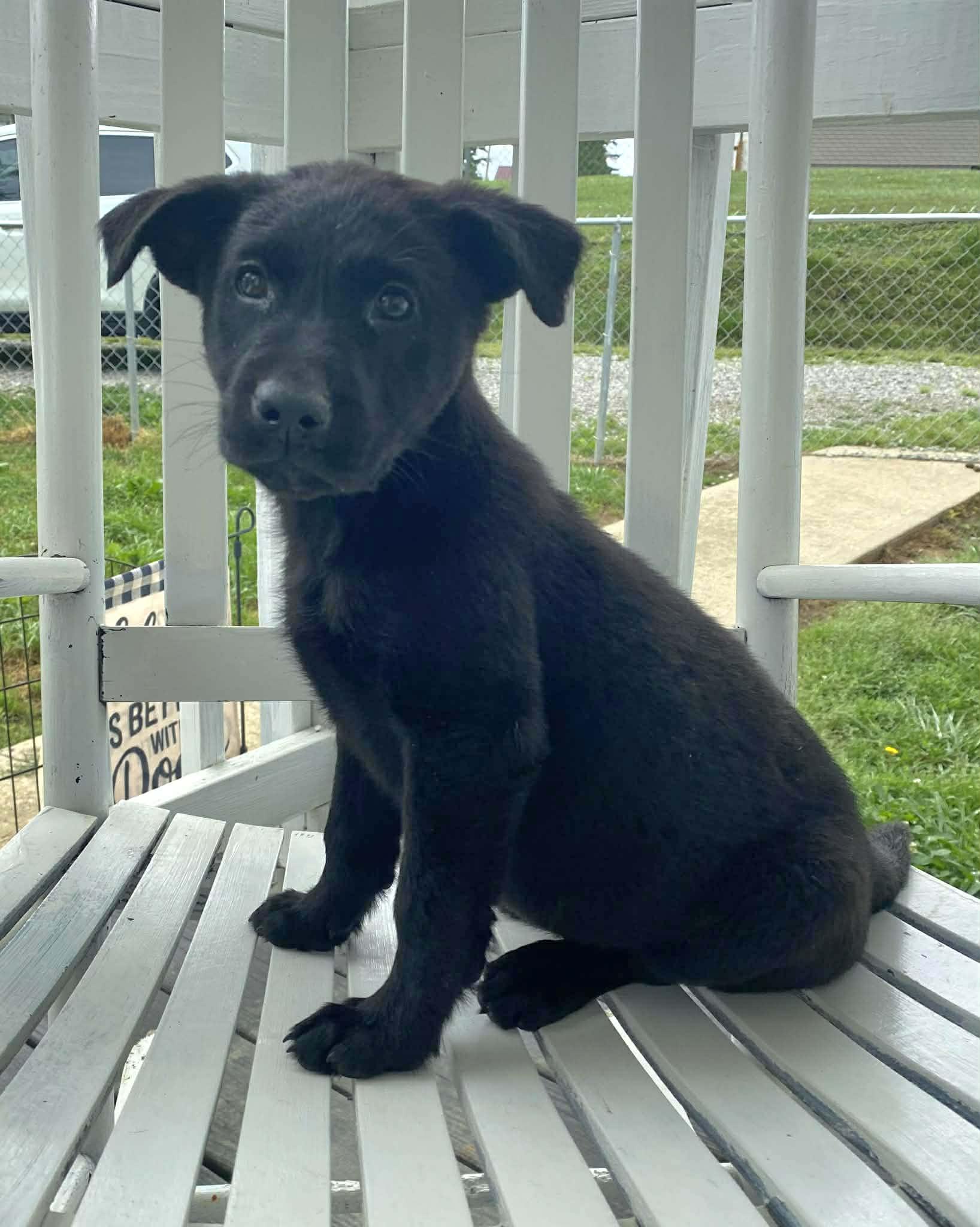 Enlarge Cole, an adopted Black Labrador Retriever in Salamanca, NY image 3/4
