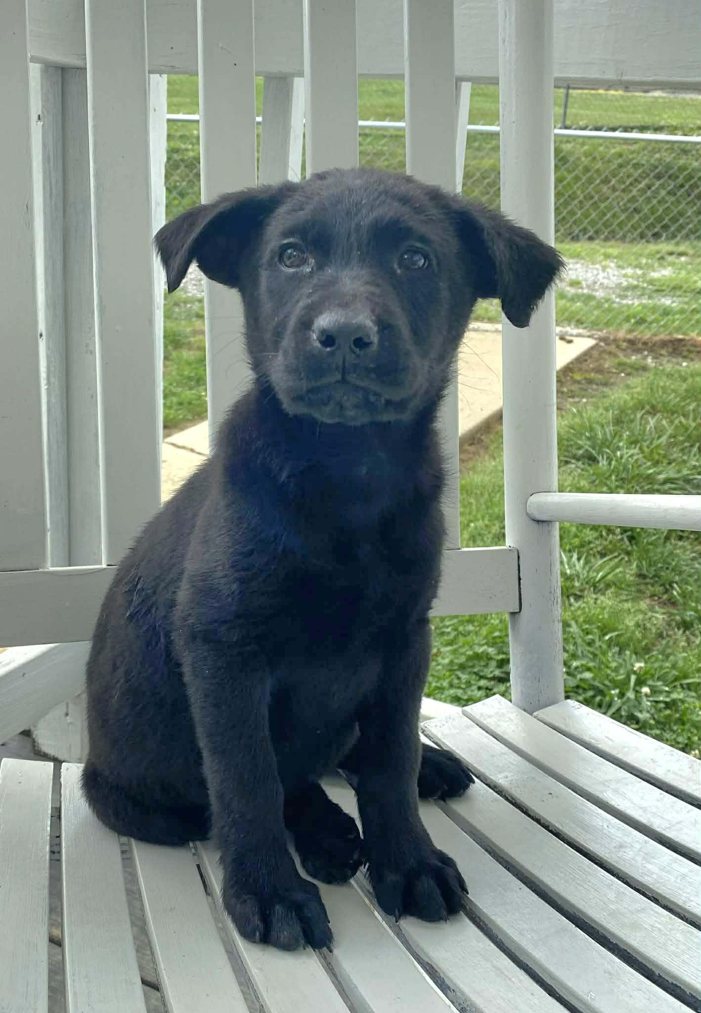 Cole, adopted, Puppy Male Black Labrador Retriever.