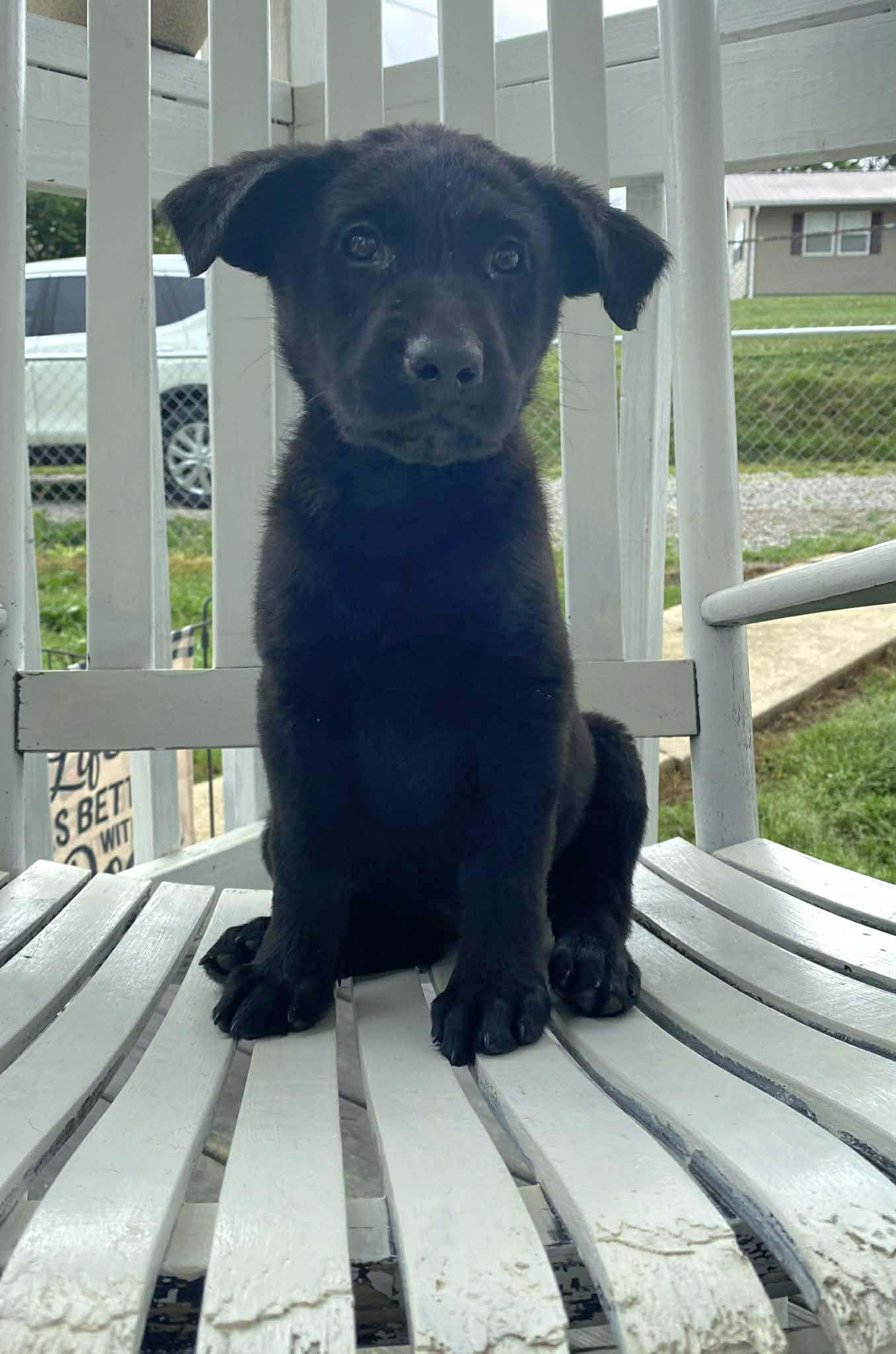 Enlarge Cole, an adopted Black Labrador Retriever in Salamanca, NY image 2/4