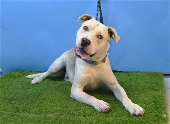 THUNDER, Adoptable, Young Male Pit Bull Terrier.