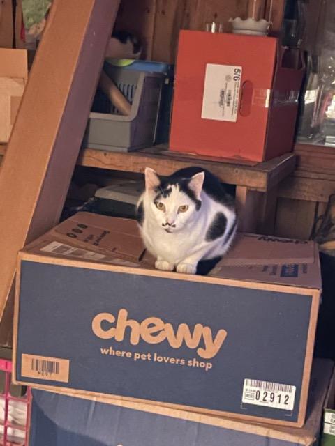 Enlarge Mustachio, a Adopted mixed breed in Blountville, TN image 1/3