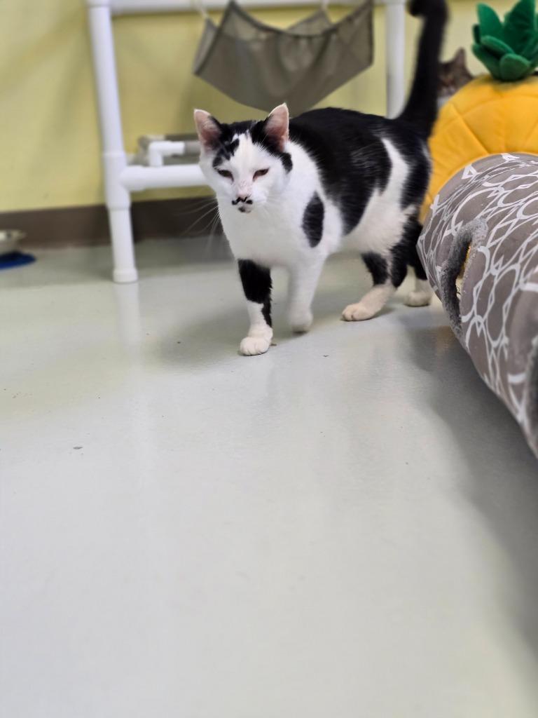 Enlarge Mustachio, a Adopted mixed breed in Blountville, TN image 2/3