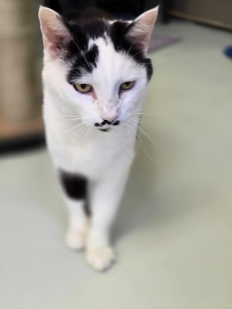 Enlarge Mustachio, a Adopted mixed breed in Blountville, TN image 3/3