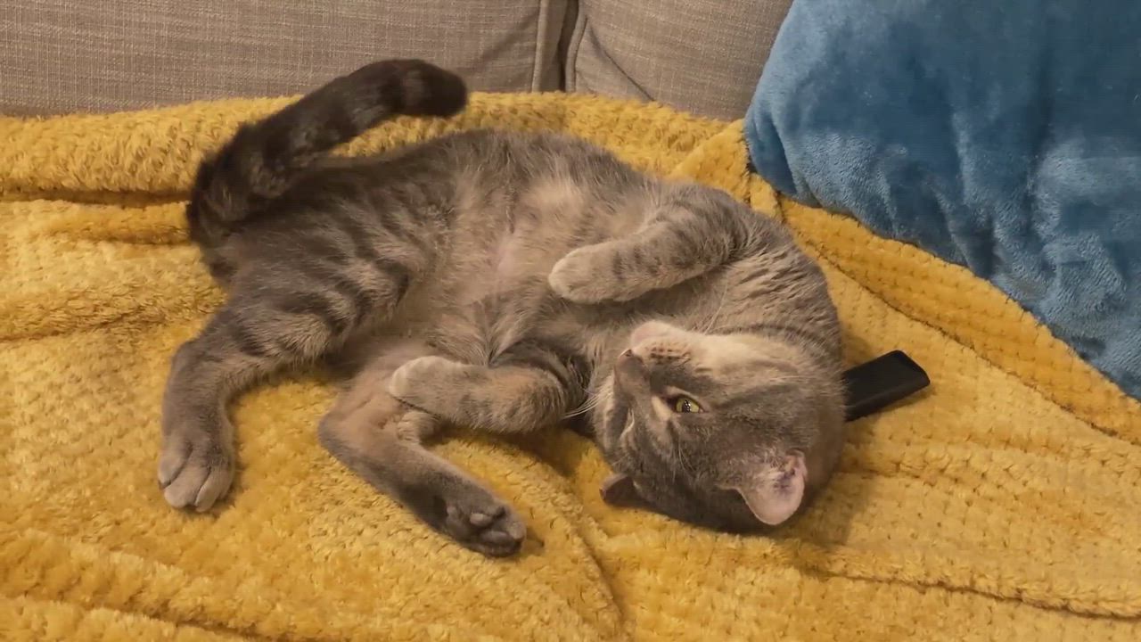 Enlarge Spike, a Adopted Domestic Short Hair in brooklyn, NY video 5/9