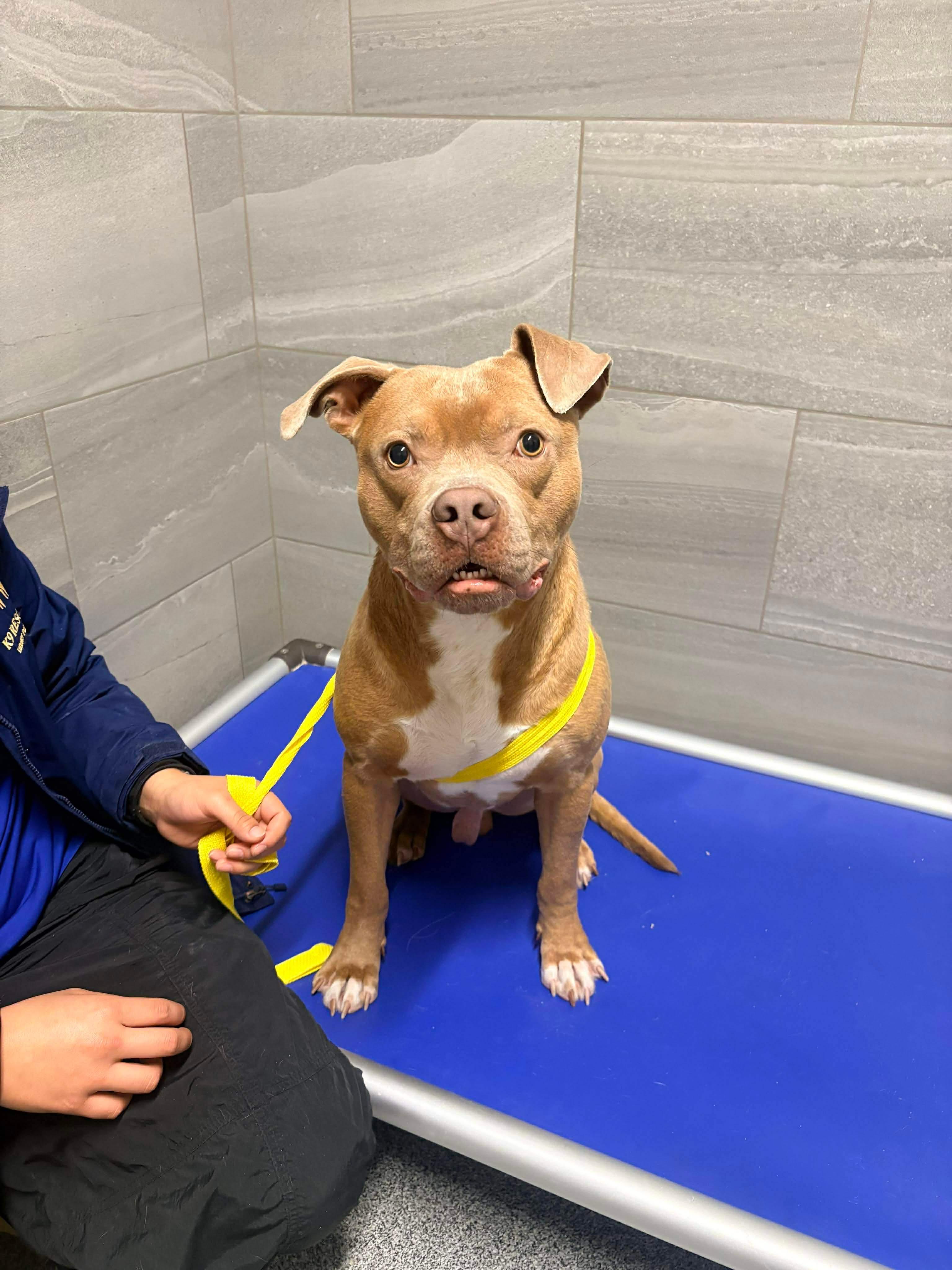 Enlarge Beetle (Foster or Adopter Needed!), a Adoptable mixed breed in Westwood, NJ image 4/6
