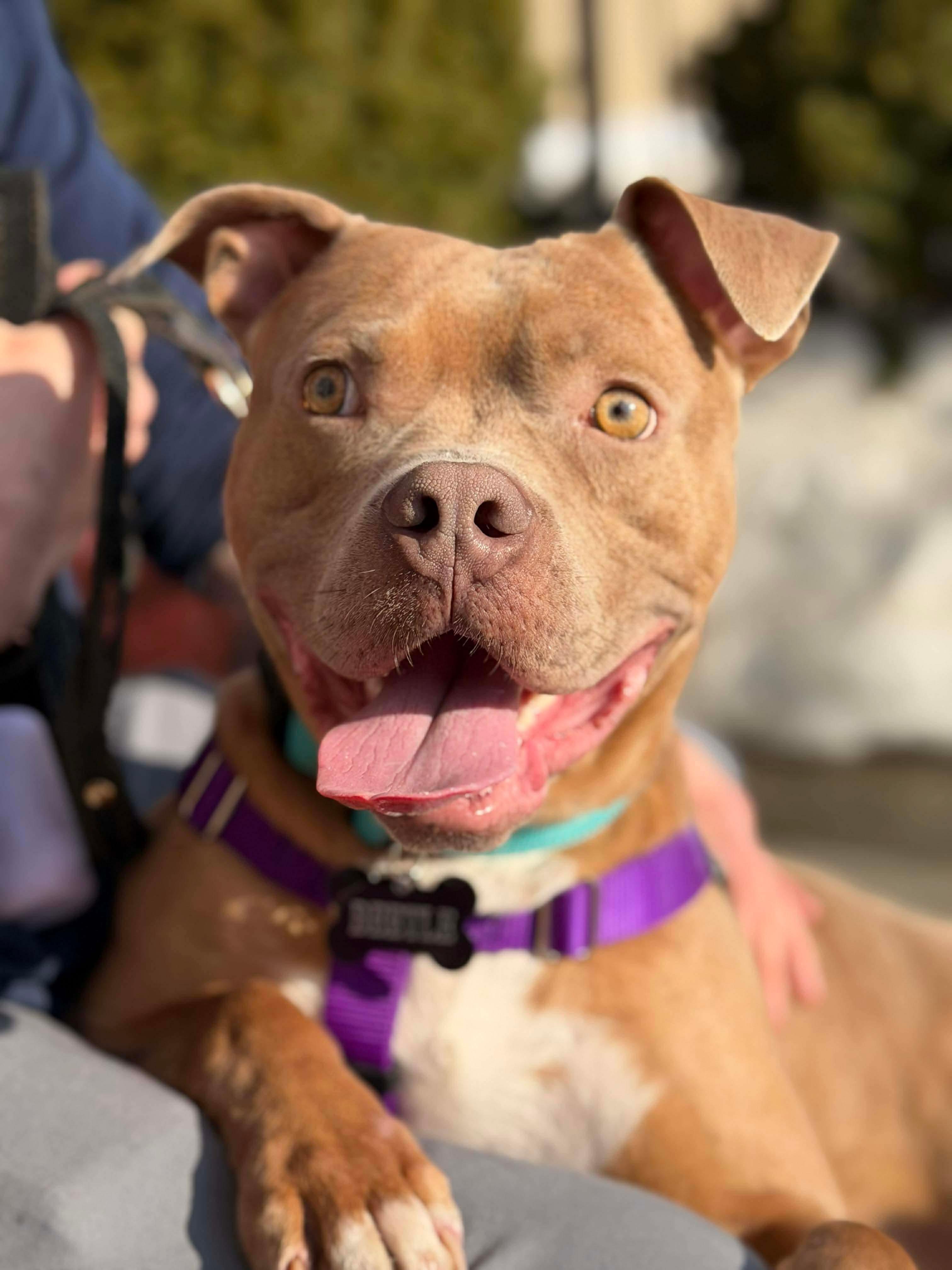 Beetle (Foster or Adopter Needed!), Adoptable, Young Male American Staffordshire Terrier.