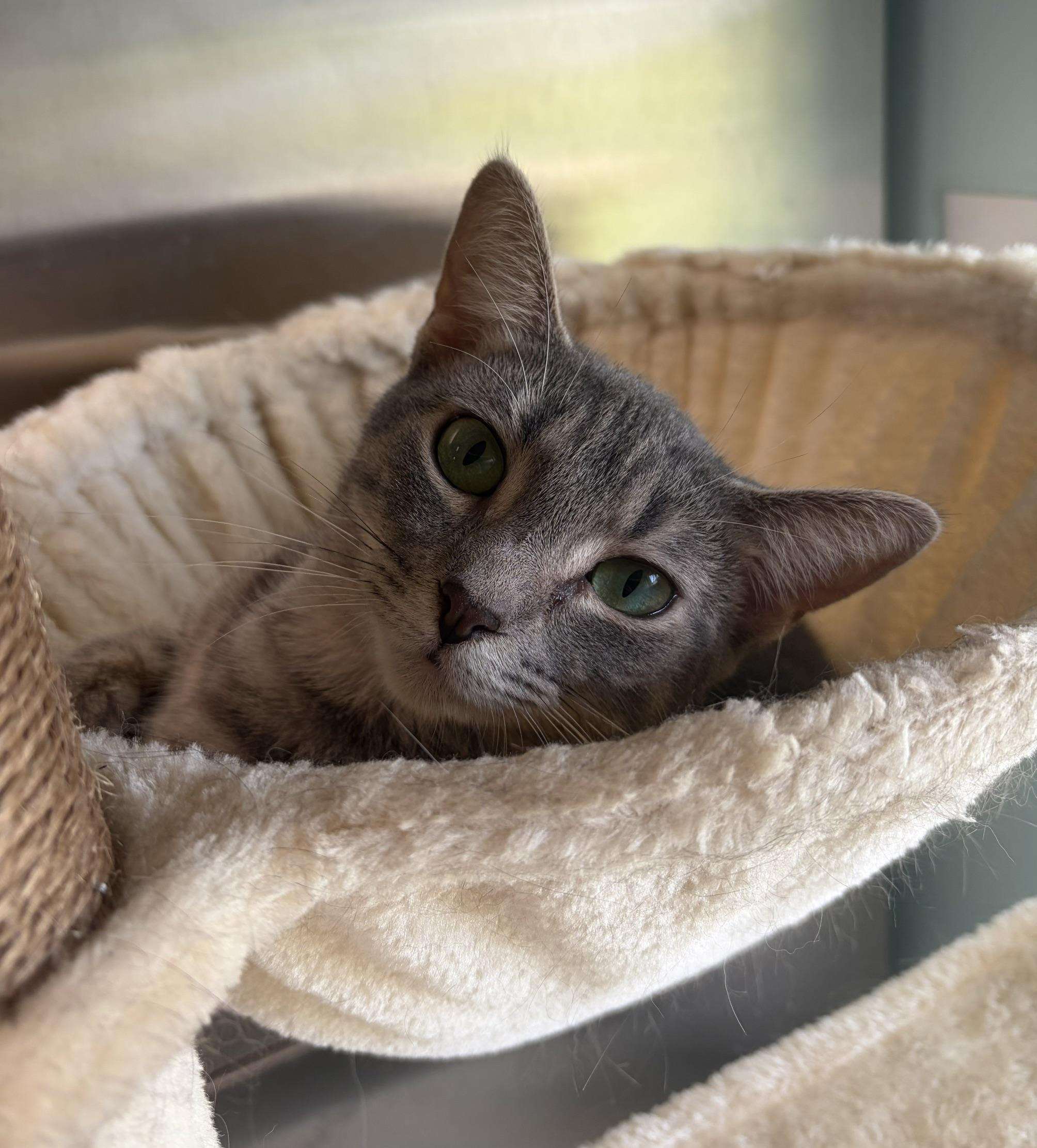 Blue, a ADOPTABLE Domestic Short Hair in Seneca, PA image 1/2