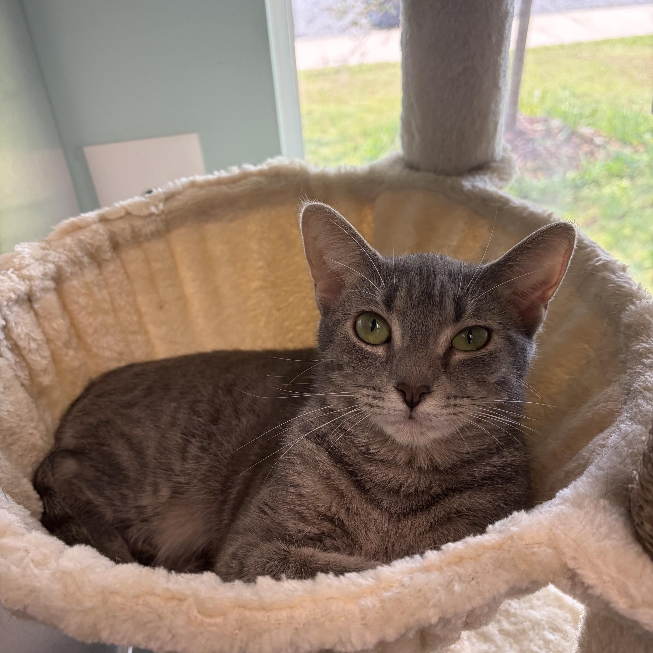 Blue, a ADOPTABLE Domestic Short Hair in Seneca, PA image 2/2