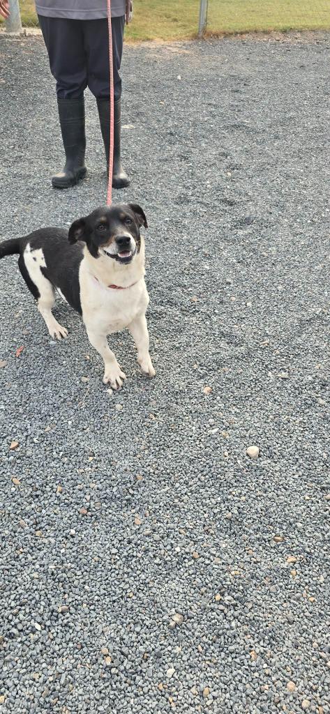 Jack E Chan, Adoptable, Young Male Mixed Breed.