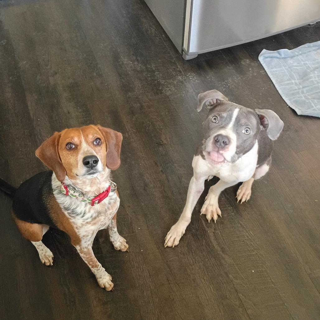 Enlarge Platypus "Pladdy", a Adoptable Pit Bull Terrier in Avon, OH image 3/6