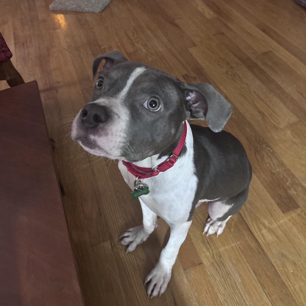 Enlarge Platypus "Pladdy", a Adoptable Pit Bull Terrier in Avon, OH image 1/6