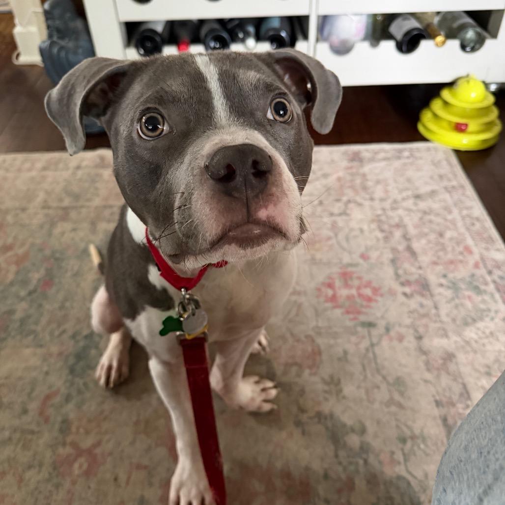 Enlarge Platypus "Pladdy", a Adoptable Pit Bull Terrier in Avon, OH image 2/6