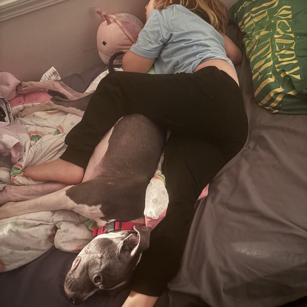 Enlarge Platypus "Pladdy", a Adoptable Pit Bull Terrier in Avon, OH image 5/6