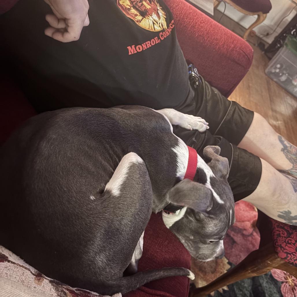 Enlarge Platypus "Pladdy", a Adoptable Pit Bull Terrier in Avon, OH image 6/6