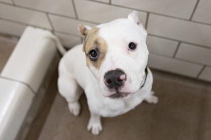 Hugo, Adoptable, Adult Male Pit Bull Terrier & Mixed Breed.