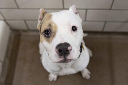 Hugo, Adoptable, Adult Male Pit Bull Terrier & Mixed Breed.
