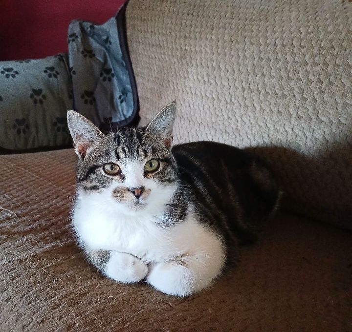 Lucky is a handsome short haired white tabby white with gray tabby patches mal