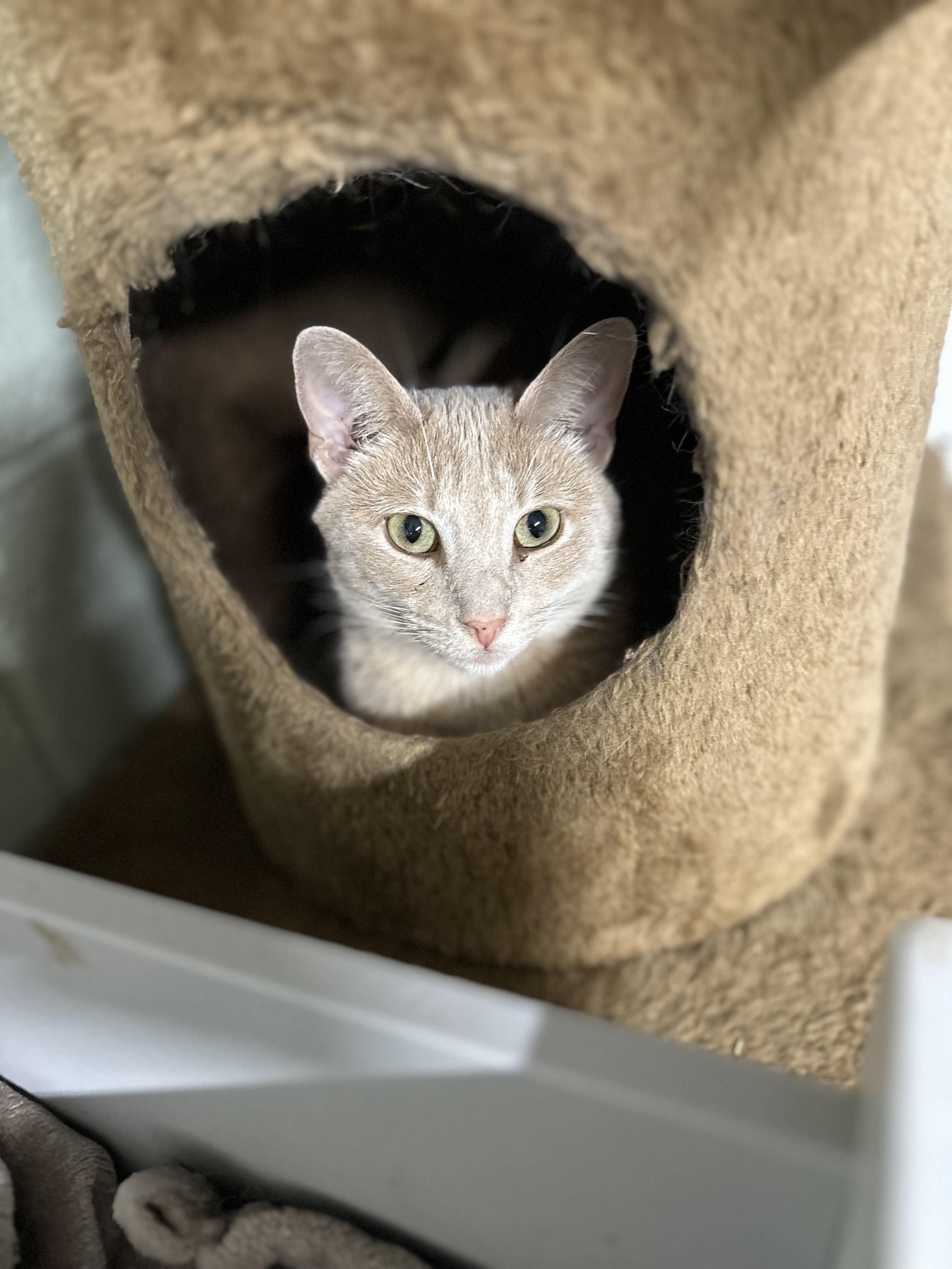 Nectar, Adoptable, Adult Female Domestic Short Hair.