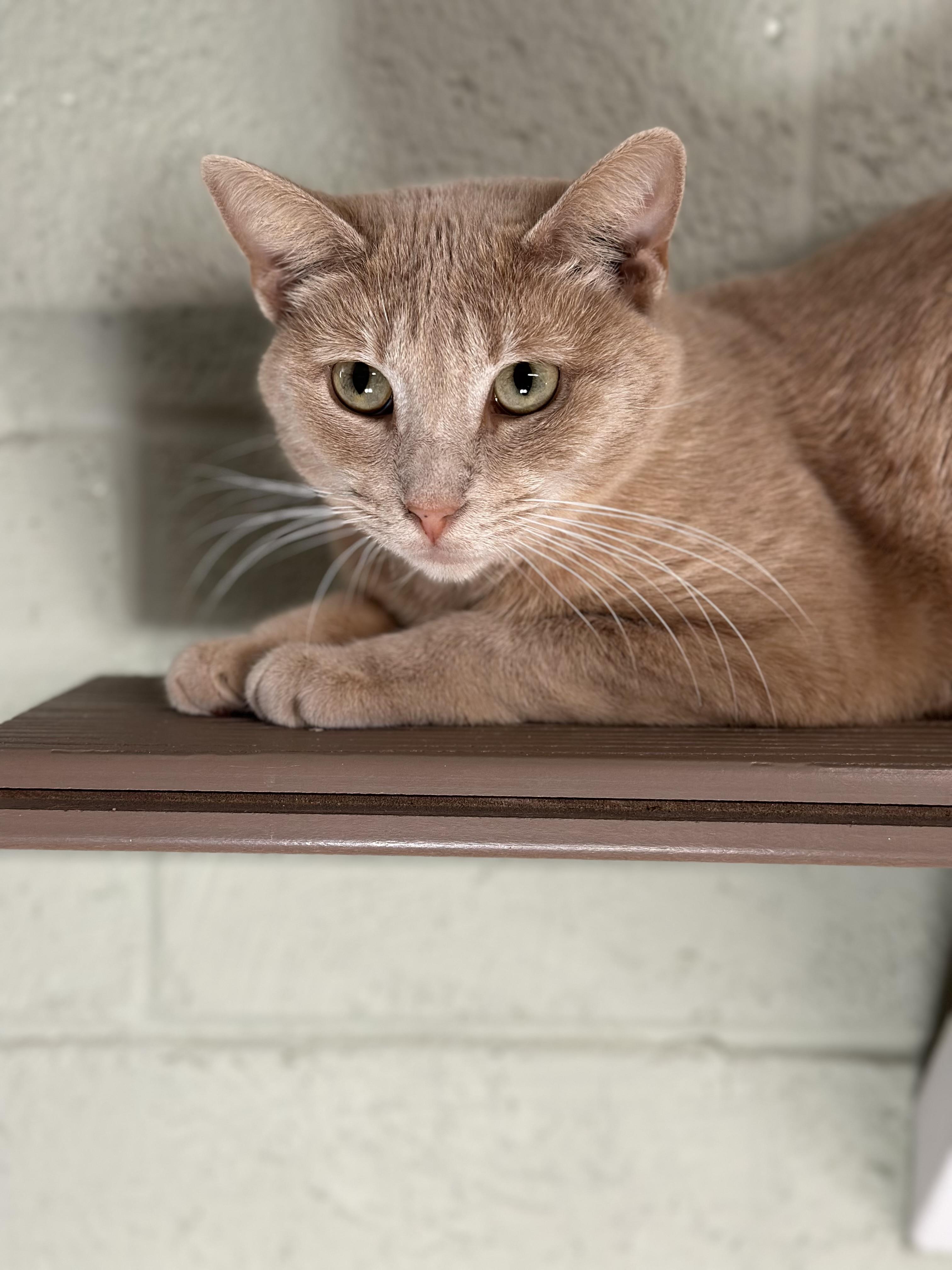 Nectar, Adoptable, Adult Female Domestic Short Hair.