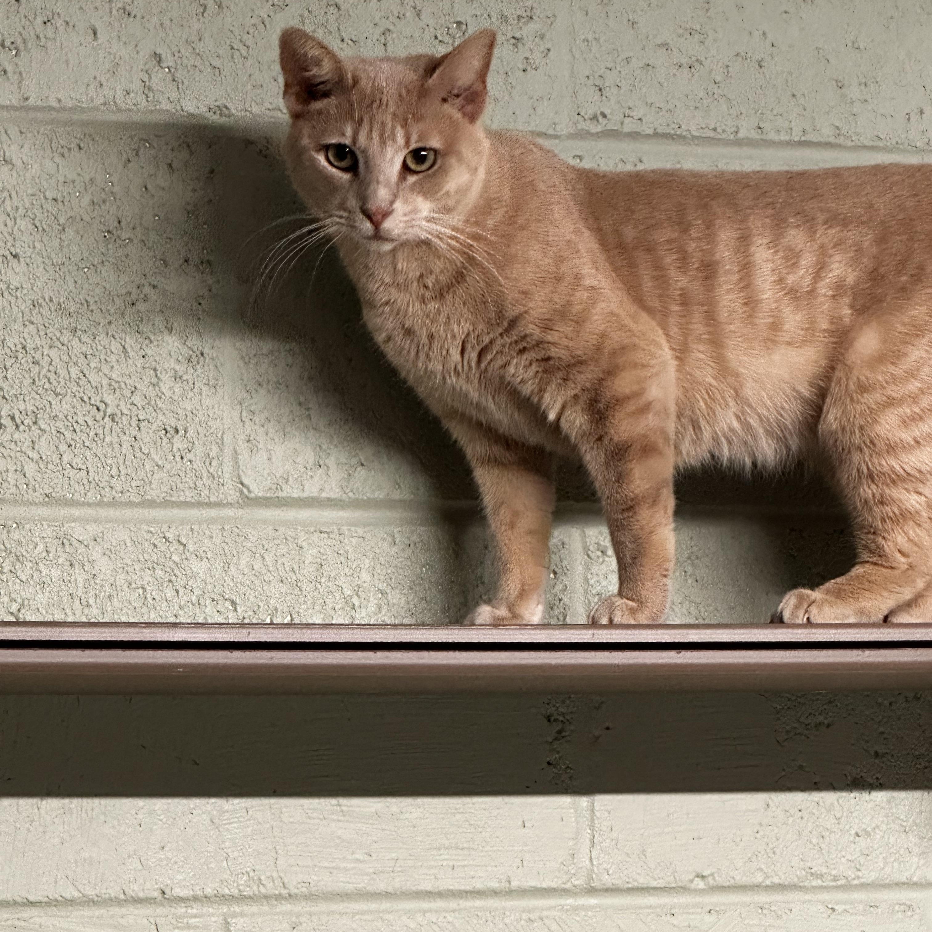 Enlarge Nectar, a Adoptable Domestic Short Hair in North East, MD image 3/4