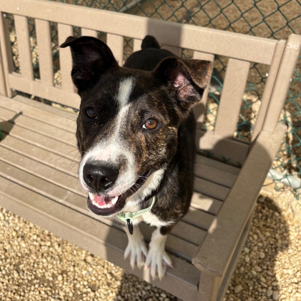 Enlarge Yosemite, a Adoptable mixed breed in Novelty, OH image 1/6
