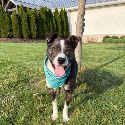 Enlarge Yosemite, a Adoptable mixed breed in Novelty, OH image 2/6