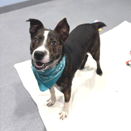 Enlarge Yosemite, a Adoptable mixed breed in Novelty, OH image 3/6