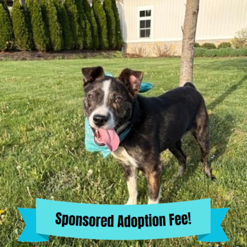 Enlarge Yosemite, a Adoptable mixed breed in Novelty, OH image 4/6