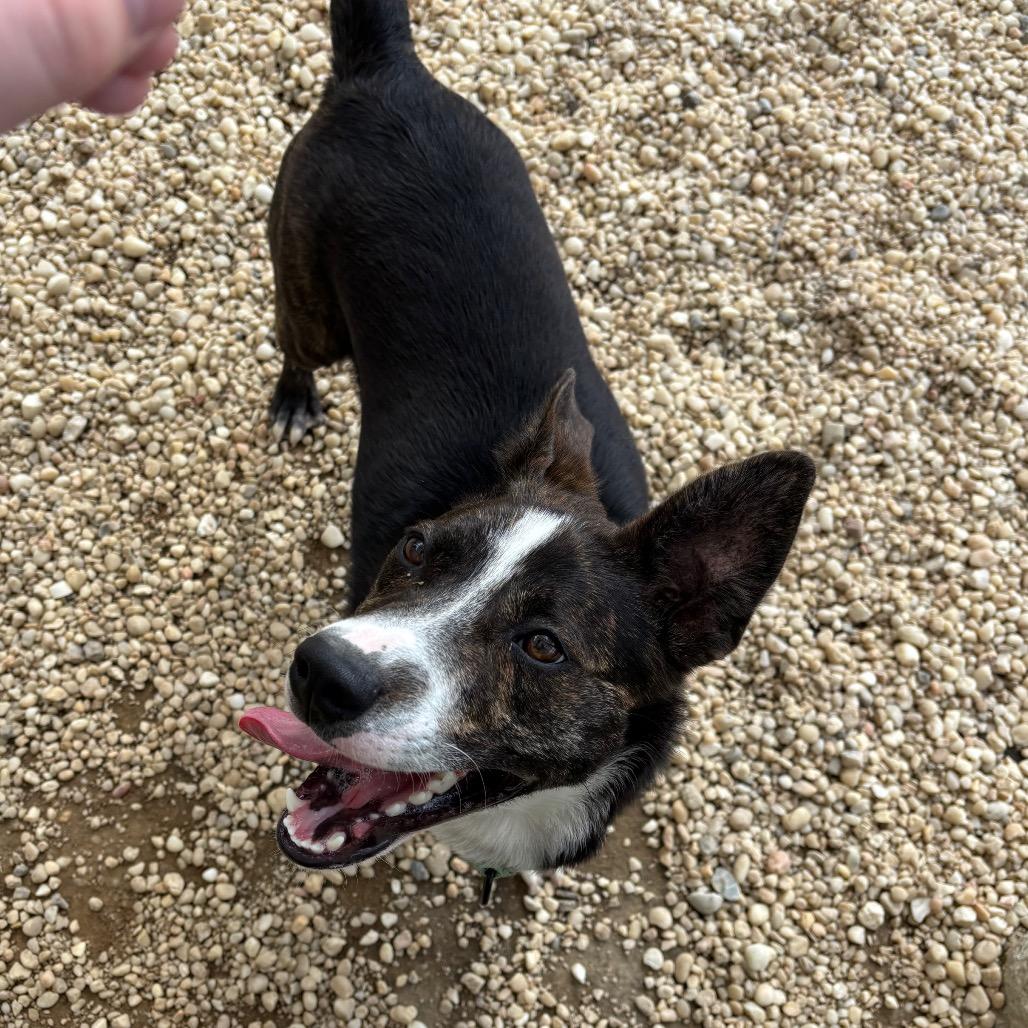 Enlarge Yosemite, a Adoptable mixed breed in Novelty, OH image 5/6