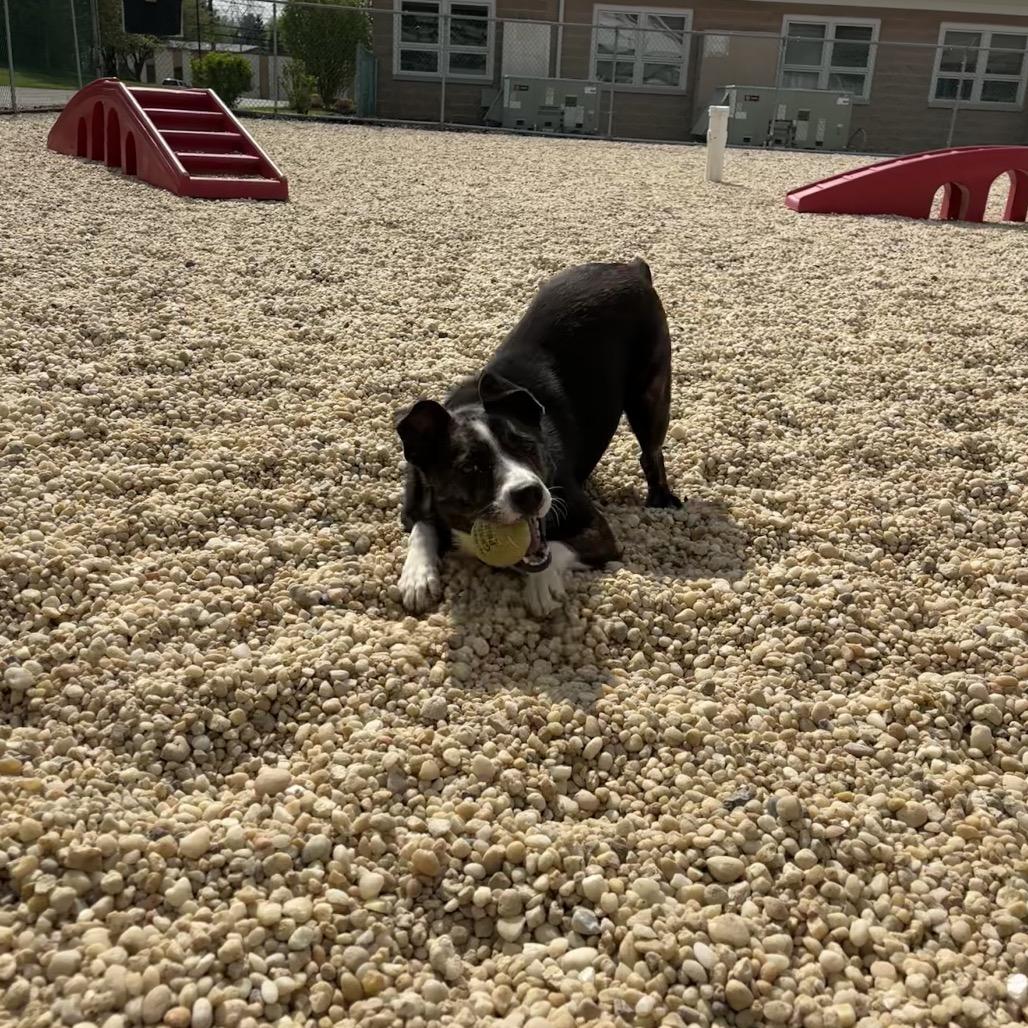 Enlarge Yosemite, a Adoptable mixed breed in Novelty, OH image 6/6