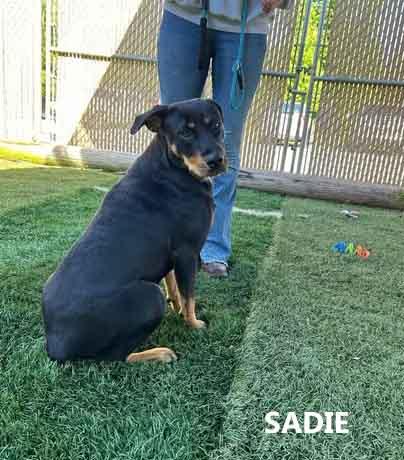 Sadie photo 2