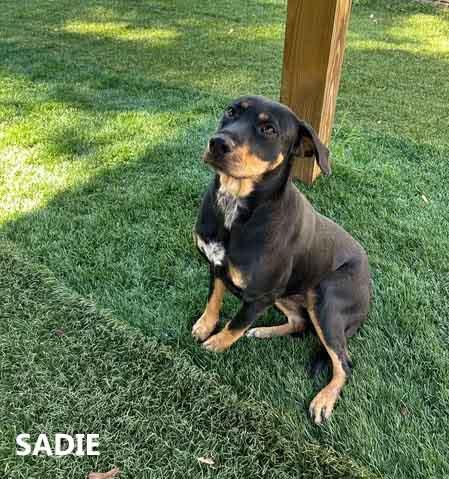 Sadie