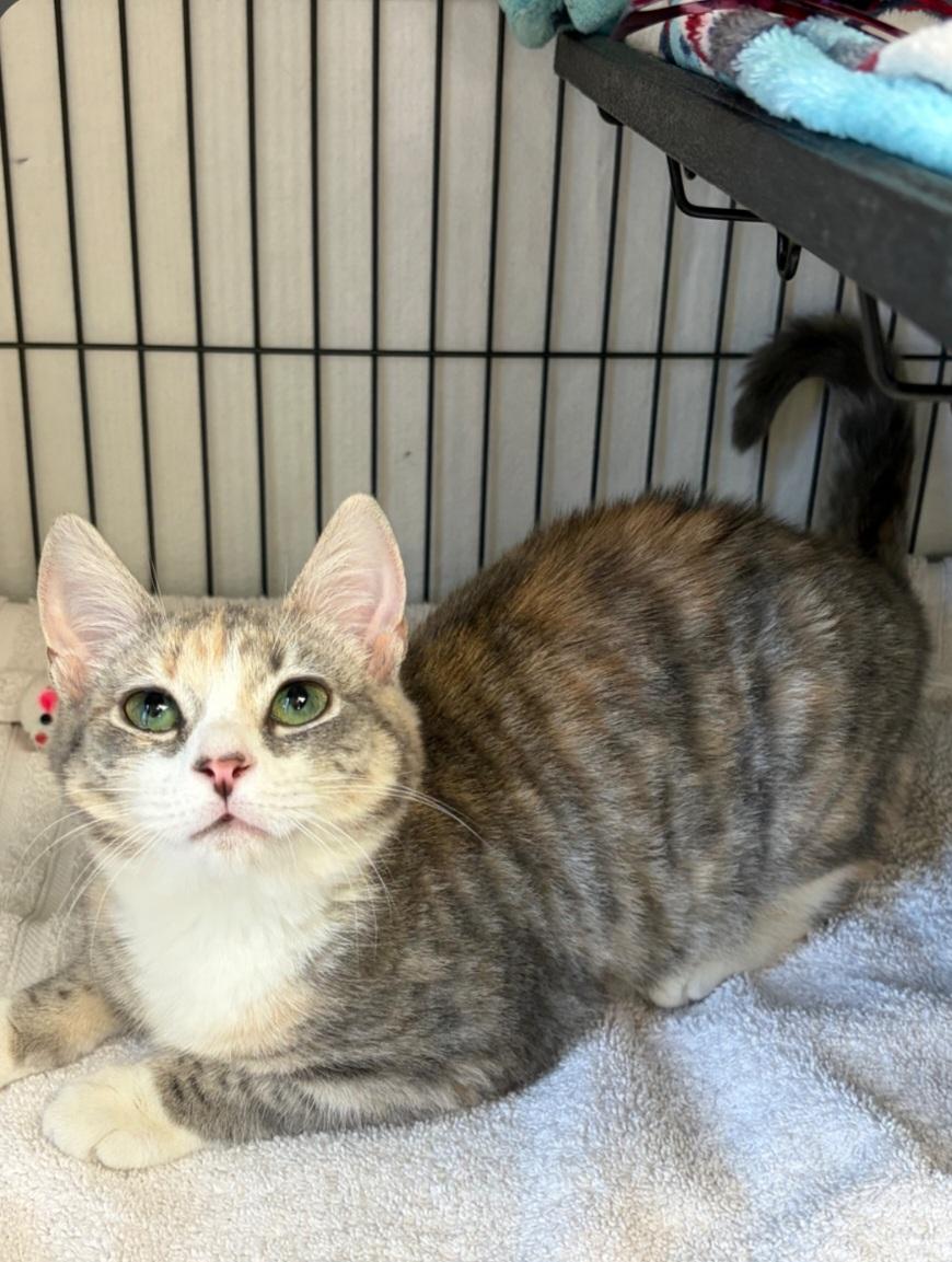 Enlarge Hecate, a ADOPTABLE Domestic Short Hair in Clayton, NJ image 1/2