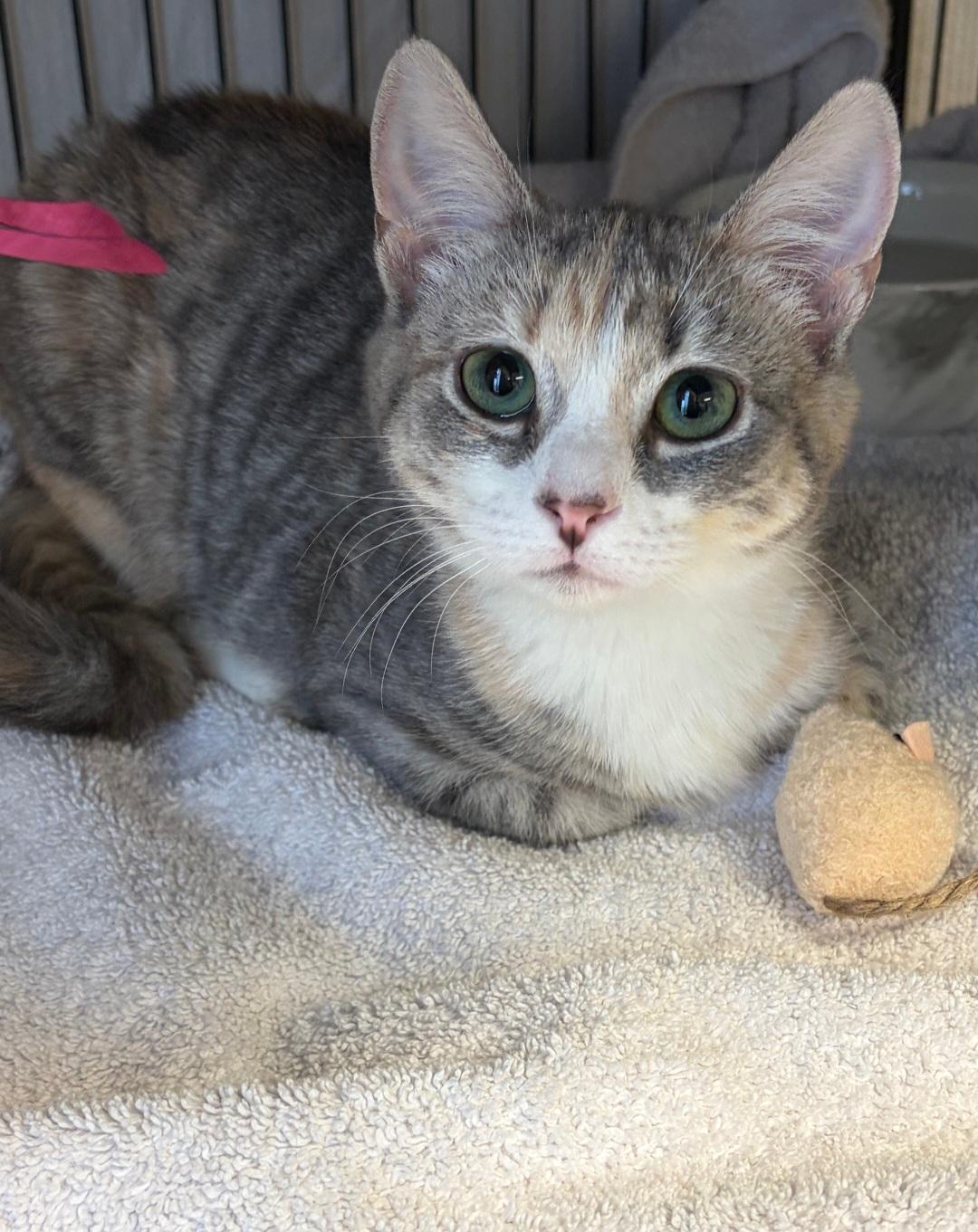 Enlarge Hecate, a ADOPTABLE Domestic Short Hair in Clayton, NJ image 2/2