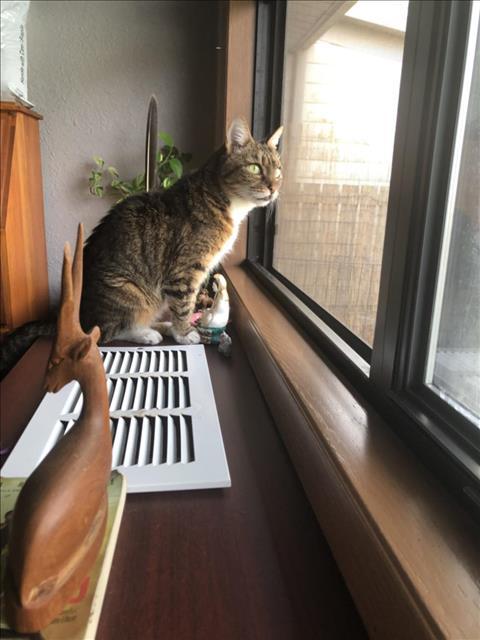 TALLIE, Adoptable, Senior Female Domestic Short Hair.