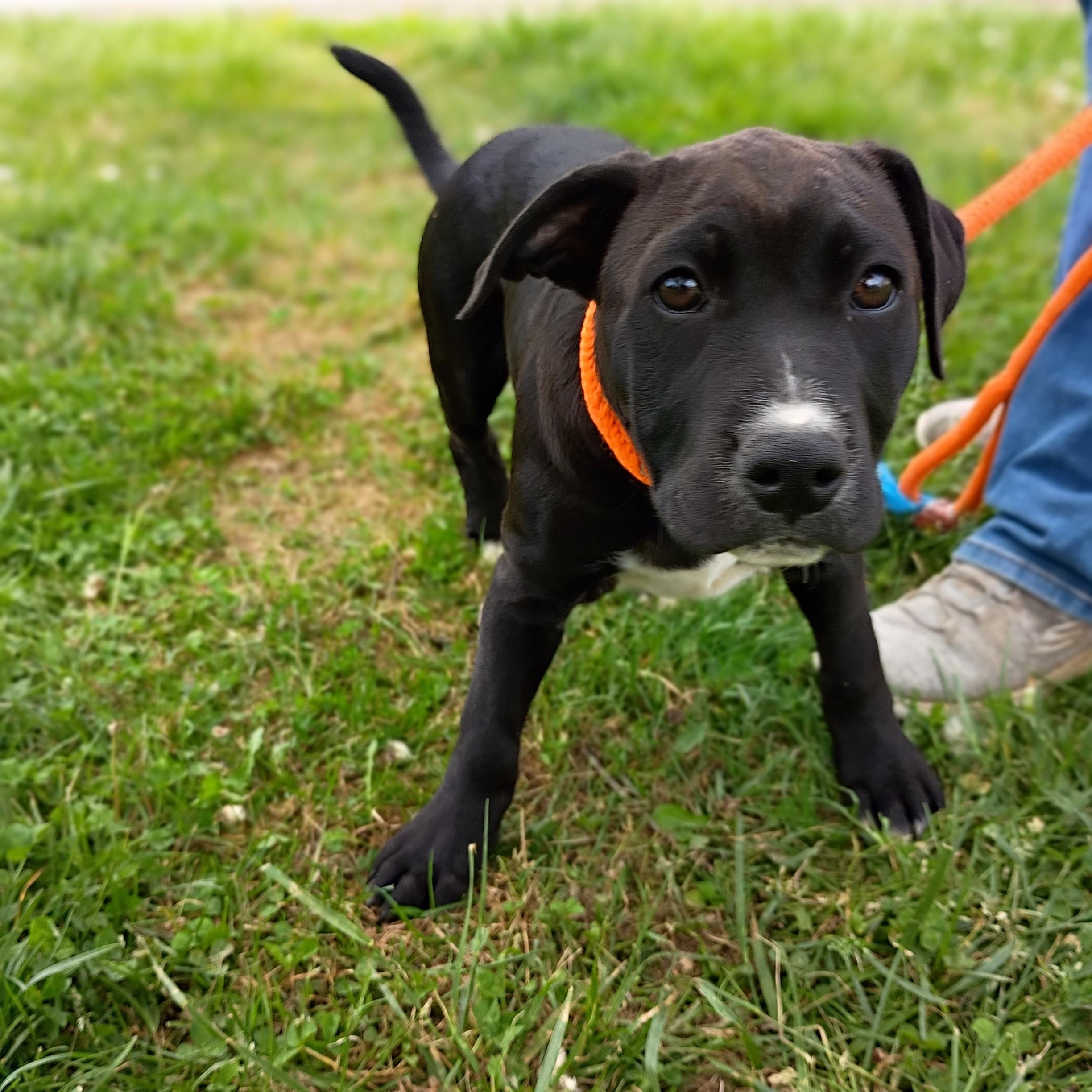 Pumpkin, adopted, Puppy Male Retriever & Staffordshire Bull Terrier.