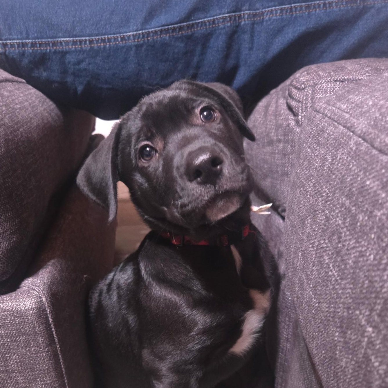 Hercules thumbnail 2