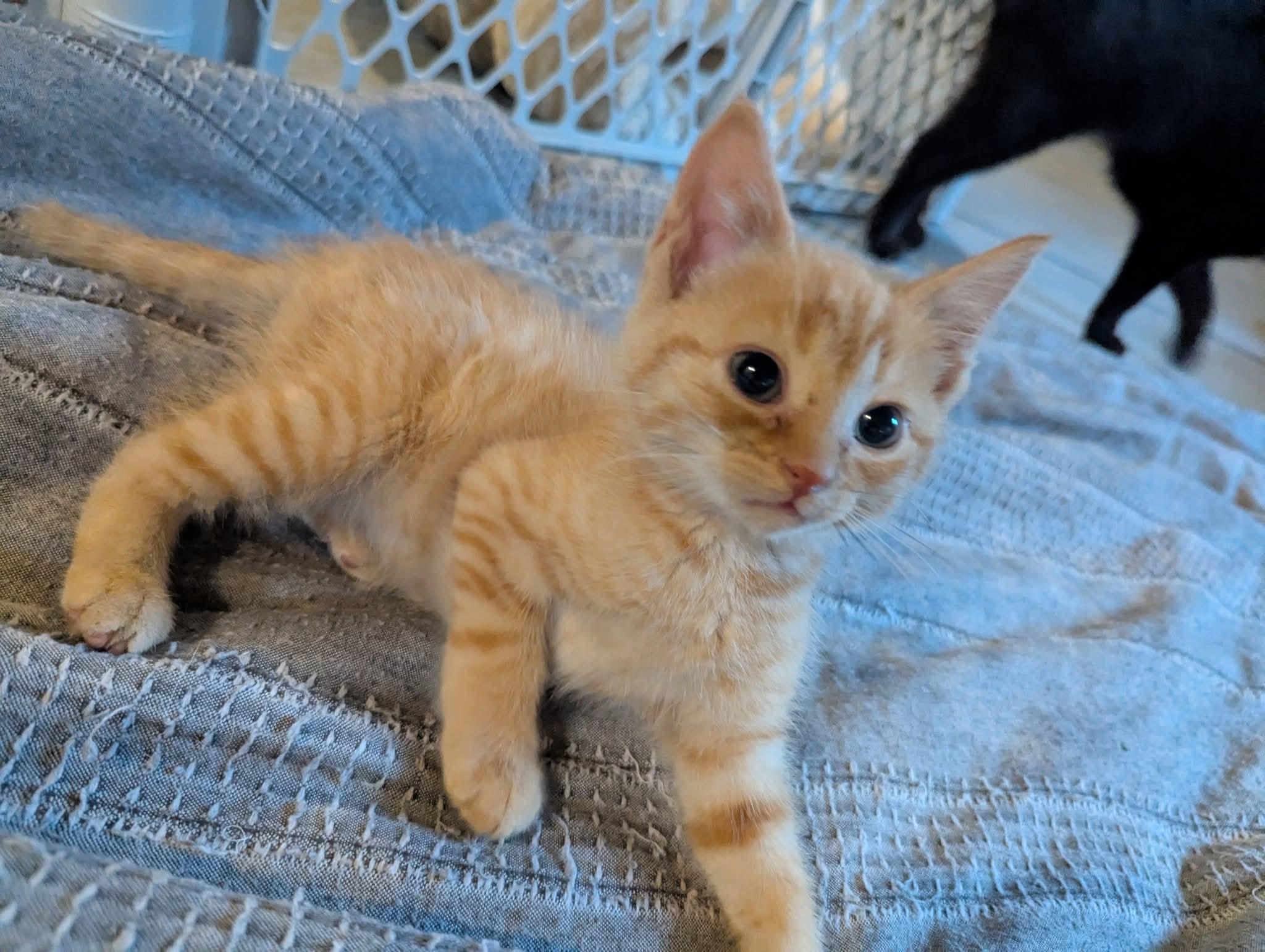 Chai, Baby Male unknown