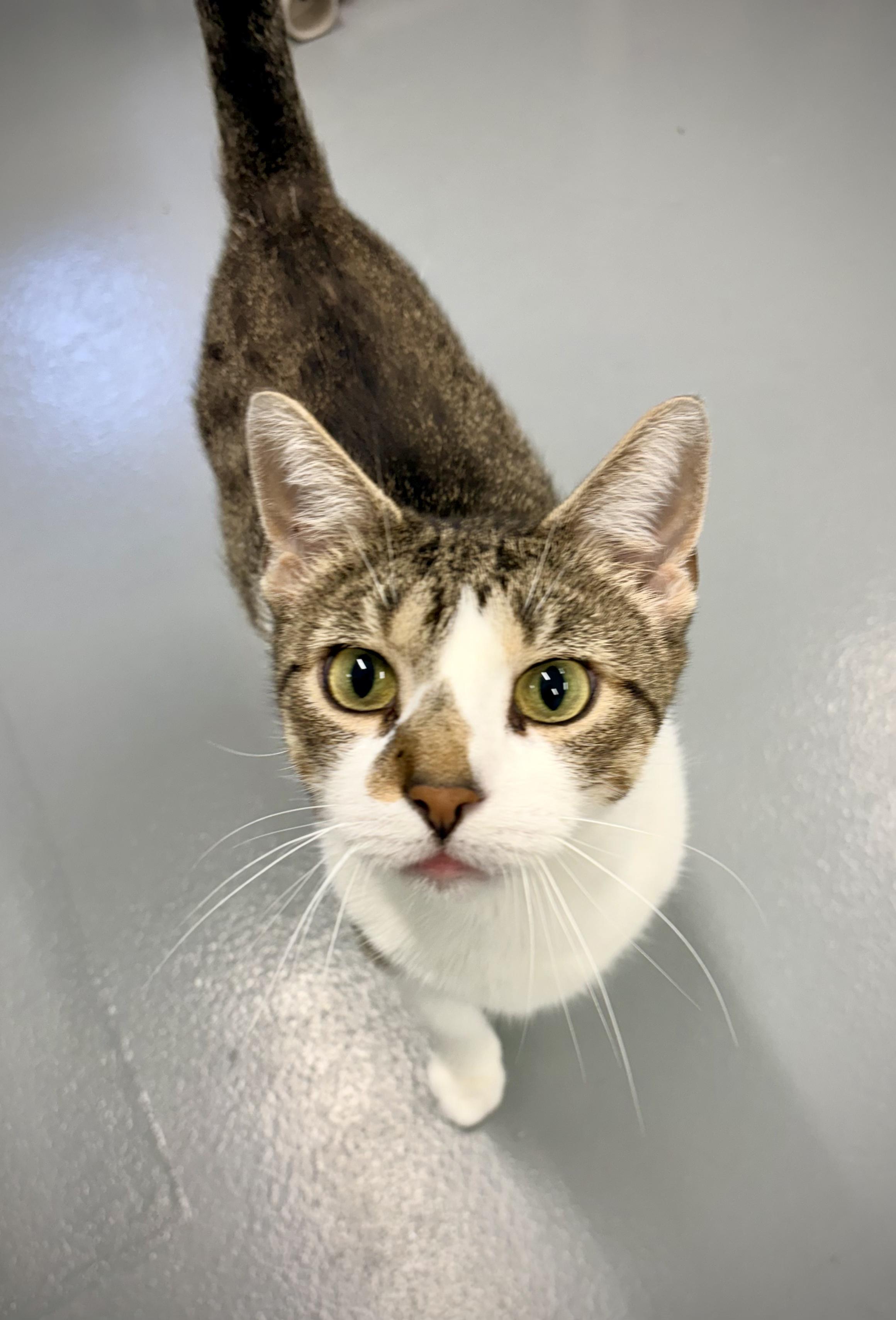 Angel - At Petsmart, Adoptable, Young Female Domestic Short Hair.