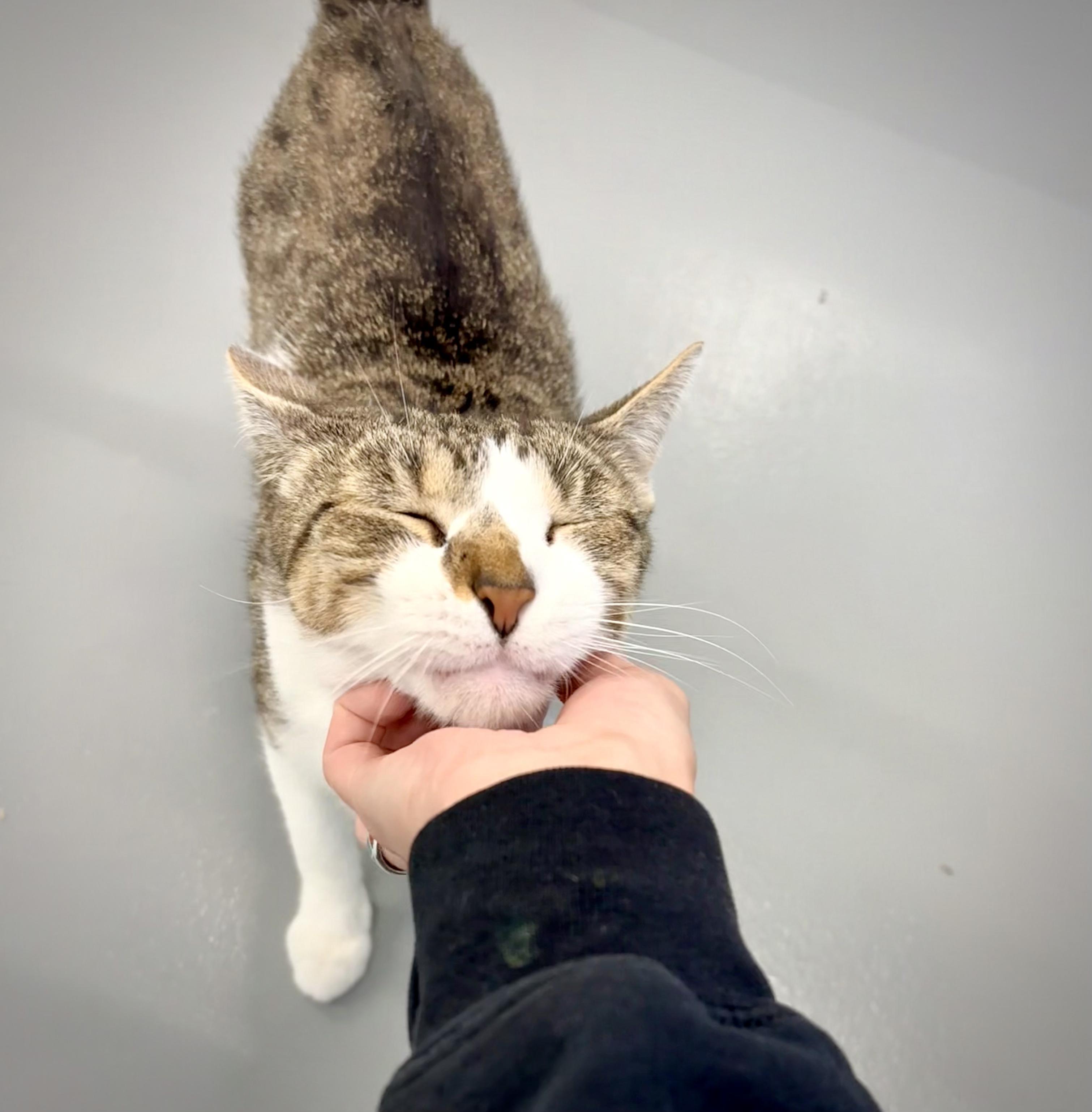 Enlarge Angel - At Petsmart, a Adoptable Domestic Short Hair in Kalamazoo, MI image 3/5