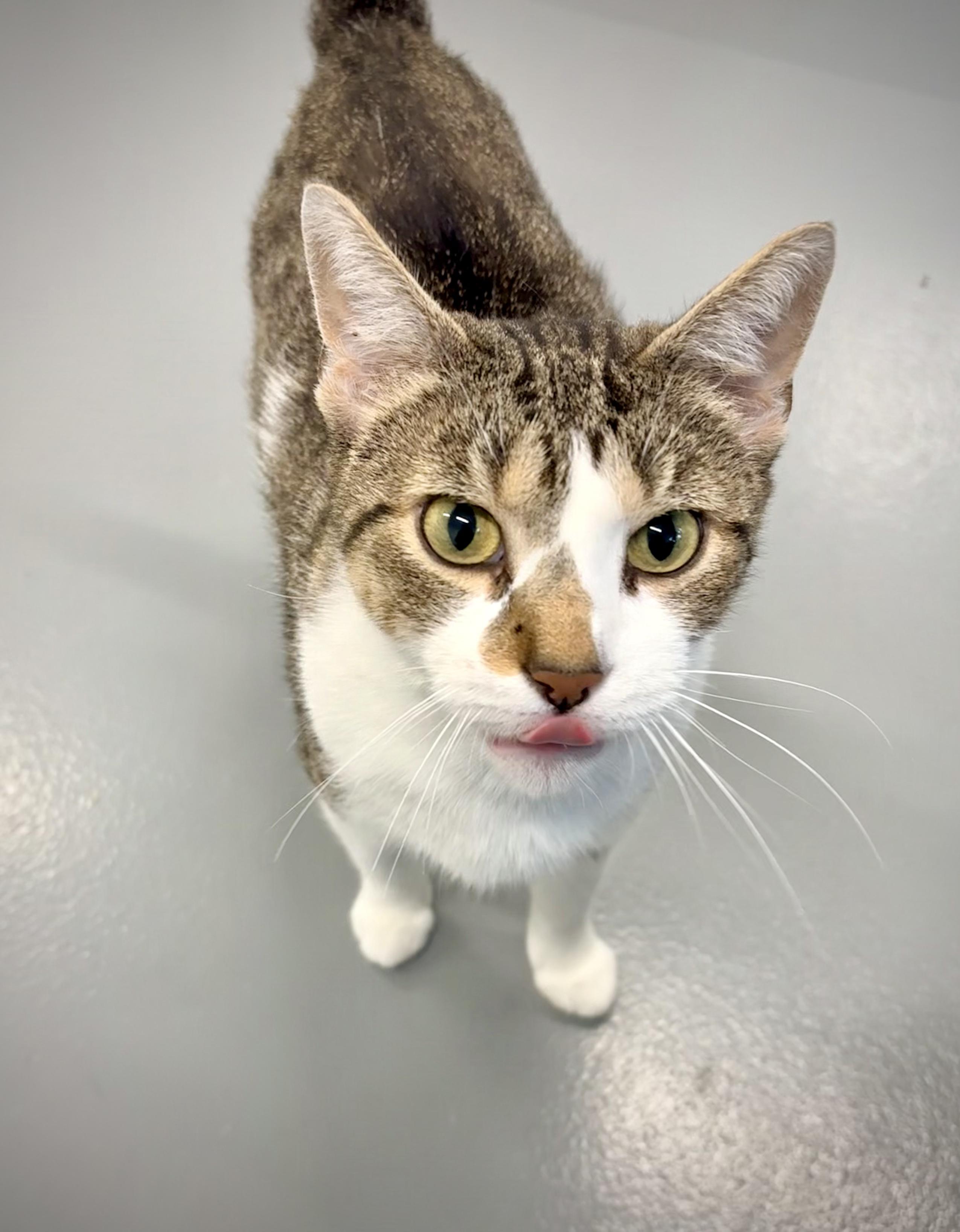 Enlarge Angel - At Petsmart, a Adoptable Domestic Short Hair in Kalamazoo, MI image 5/5