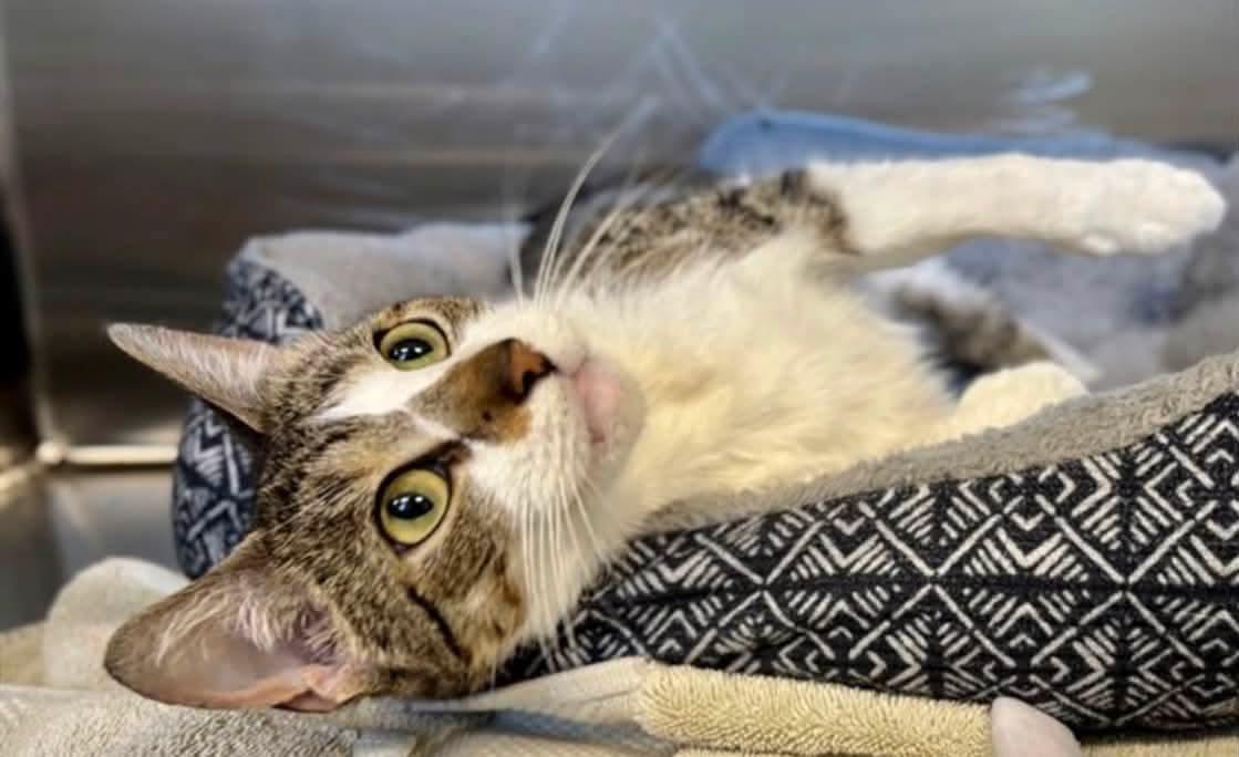 Enlarge Angel - At Petsmart, a Adoptable Domestic Short Hair in Kalamazoo, MI image 2/5