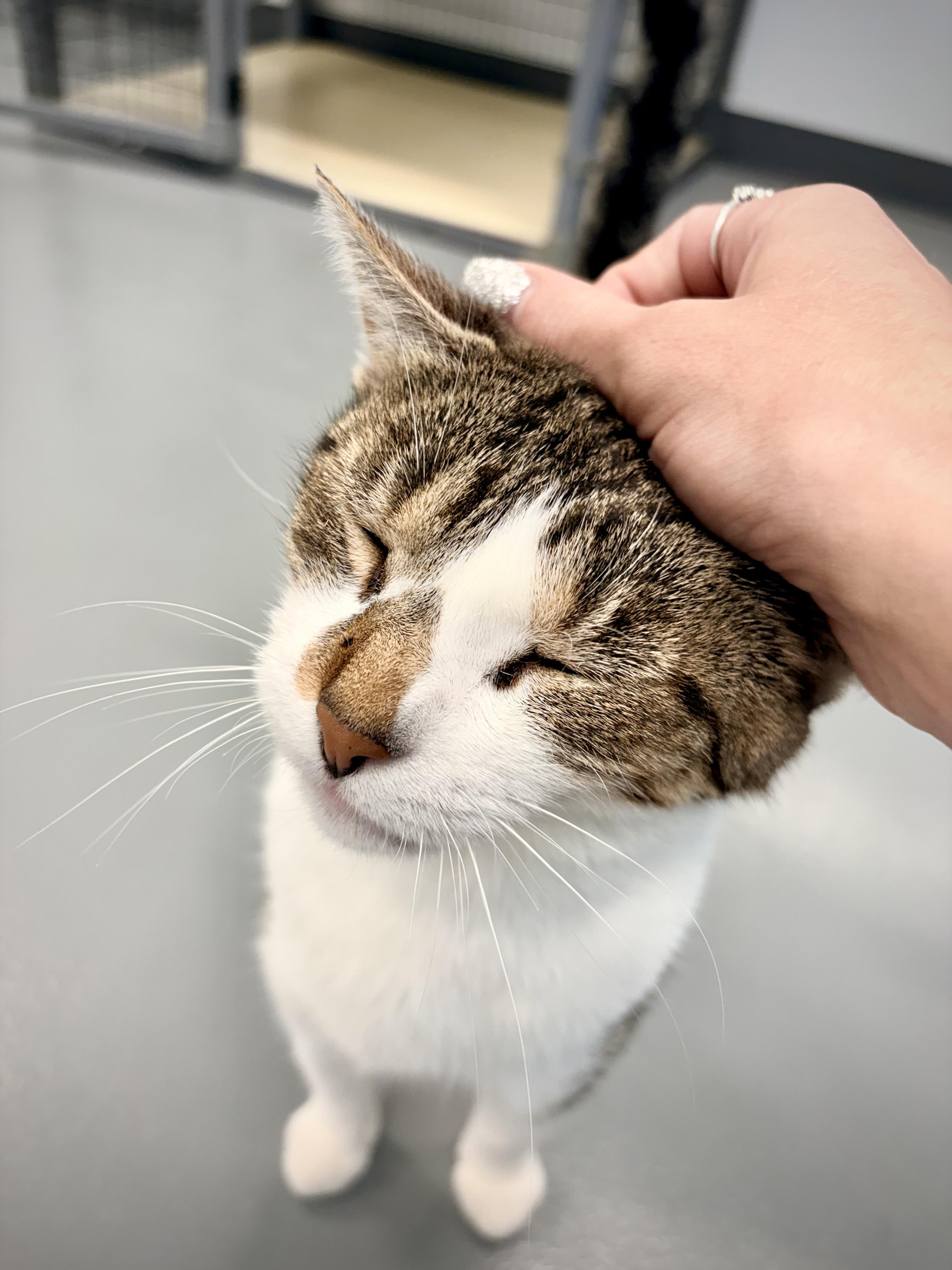 Enlarge Angel - At Petsmart, a Adoptable Domestic Short Hair in Kalamazoo, MI image 4/5