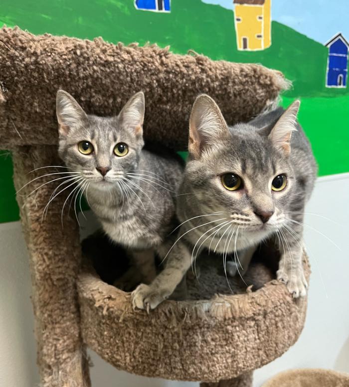 Betsy and Quincy, an adopted Domestic Short Hair in Temple, PA_image-1