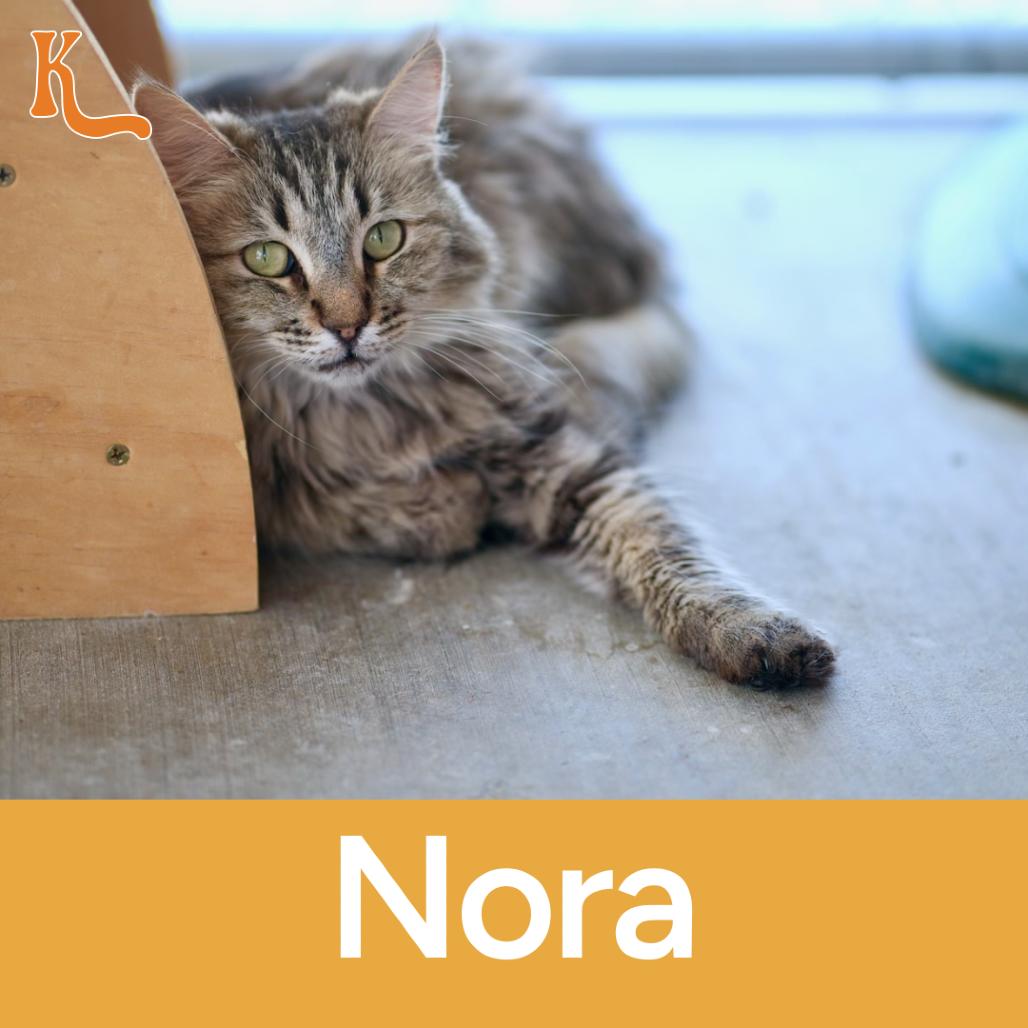 Nora, Adoptable, Senior Female Domestic Long Hair.