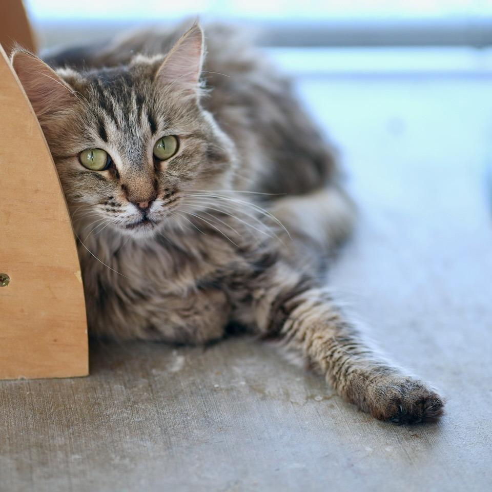 Enlarge Nora, a Adoptable Domestic Long Hair in Desert Hot Springs, CA image 2/2