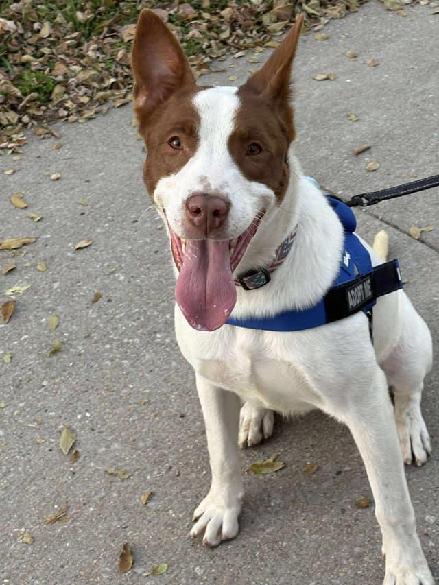 Enlarge Jeremy , a ADOPTABLE mixed breed in Seward, NE image 1/3